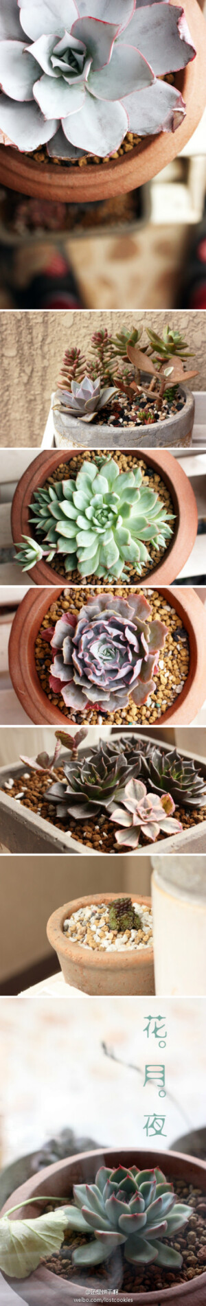 各种被忽略冷遇的我家爱肉们，包括新来的仨贵族，今天晒图小小弥补。广寒宫长得挺快的，tippy刚寄来时生长点缺光的颜色也消失了，蓝色苍鸳依然梦幻，可似乎有变绿的征兆，摩南呢，精致地一塌糊涂，其他一众普货们都乖乖地安静生长，最开心是一年里都无状态的金景天已长出两片新叶，好梦！花，月，夜。