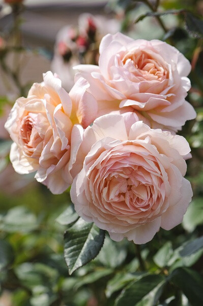 什罗普郡一少年 （A Shropshire lad）