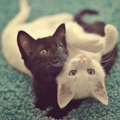 Photo of a black kitten and white kitten entangle in yin yang shape, on green carpet.