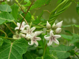 萝藦    路边的野花也很美