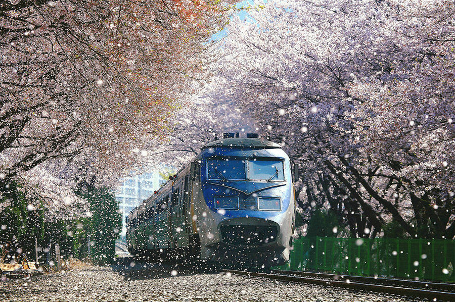 樱の铁道