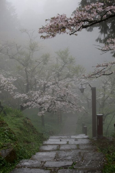 樱花径，台湾