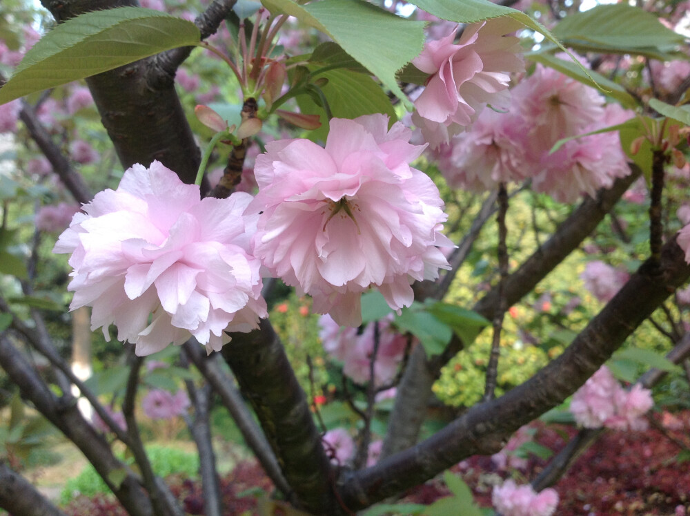 樱花，摄于2013年4月14日。