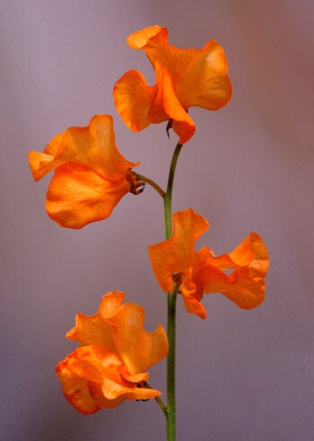 Lathyrus odoratus 'G...