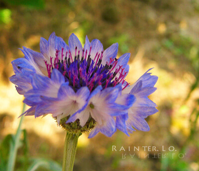 Centaurea cyanus 。矢车菊。From 站长、投稿。