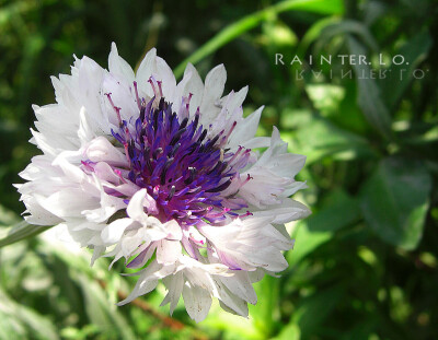 Centaurea cyanus 。矢车菊。From 站长、投稿。