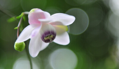 Anemonopsis macrophylla。莲花升麻。