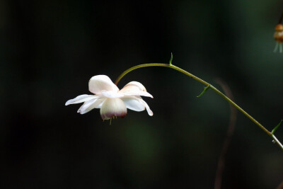 Anemonopsis macrophylla。莲花升麻。