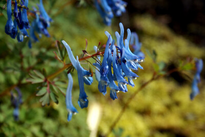 Corydalis flexuosa。弯瓣紫堇。