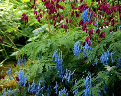 Corydalis flexuosa。弯瓣紫堇。