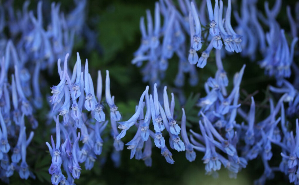 Corydalis flexuosa。弯瓣紫堇。