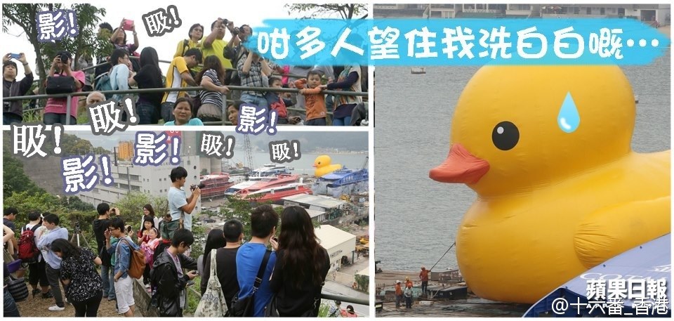 还未正式展出你们就来围观我，还有木有隐私了啊！！」黃色巨鴨Rubber Duck下周五會去到尖沙嘴海傍展出，但大批心急fans為搶先見巨鴨一面，寧願長途跋涉，帶齊相機去到青衣船廠影Duck。由於今日星期六不少人放假，現場高峰時有過百人賞鴨。