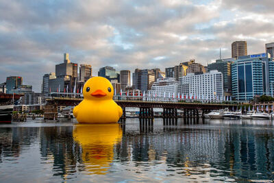 Giant Rubber Duck在澳洲悉尼