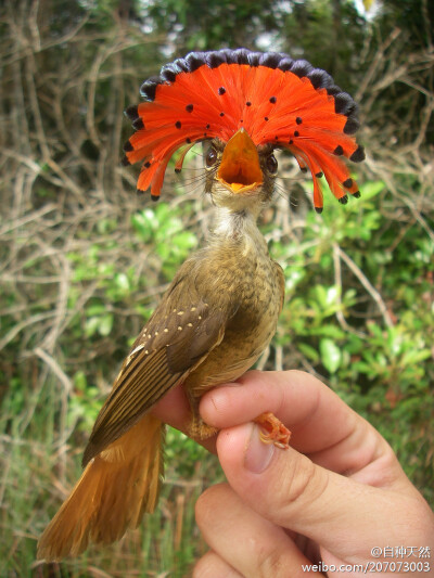 格格驾到！{ 皇霸鹟，学名：Onychorhynchus coronatus，摄影：Aves Internacionales }