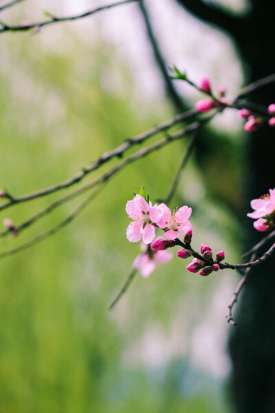 人面桃花