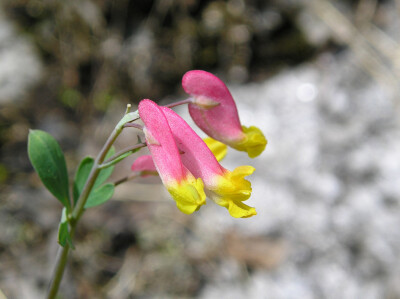 Corydalis sempervirens。 常绿紫堇。