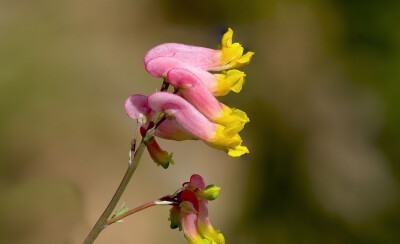 Corydalis sempervirens。 常绿紫堇。