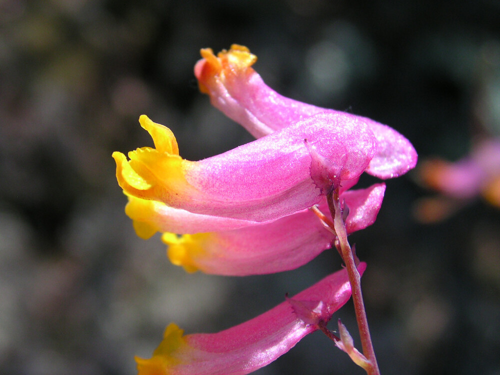 Corydalis sempervirens。 常绿紫堇。