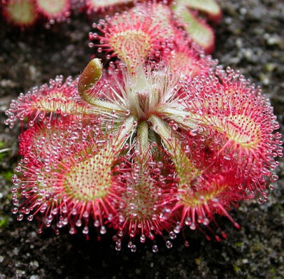 小毛毡苔 Drosera spatulata：茅膏菜茅膏菜属一种食虫植物，主要分部亚太地区。茅膏菜属是食虫植物中种类最多、分布最广的。叶片边缘密布可分泌黏液的腺毛，昆虫落上叶面即被粘住。腺毛极敏感，有外物触及即向内和向…