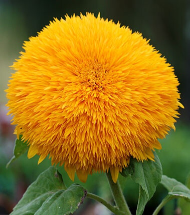 玩具熊向日葵 Sunflower"Big Bear"：矮小并有着厚厚密密的橙色花瓣，模糊的外表憨态可掬。（花花草草也卖萌……）