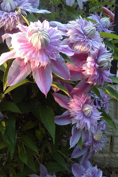 铁线莲&quot;约瑟芬&quot;Clematis Josephine：花朵为漂亮的重瓣花，浅粉花瓣中有深粉条纹，花期长整个夏天都可赏花。