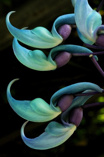 碧玉藤Strongylodon macrobotrys：又名翡翠葛，常绿木质藤本，原产菲律宾的热带雨林，爪形花朵颜色从蓝绿色到薄荷绿各不相同，花序可达1.5米。极不寻常的色彩几乎不同于任何植物，一些著名园林如英国皇家植物园、剑…