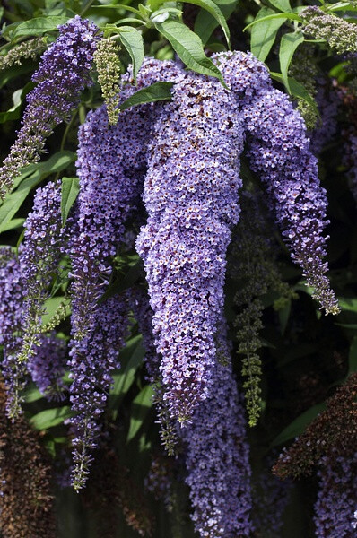 大叶醉鱼草 Buddleja davidii：又名绛花醉鱼草，落叶灌木多数小聚伞花序集成穗状圆锥花序，此物种已在欧洲中部和南部的大部分城市中野生化，遍及荒地及花园，是一种具有观赏价值的植物，因为很多蝴蝶物种均会以其花…