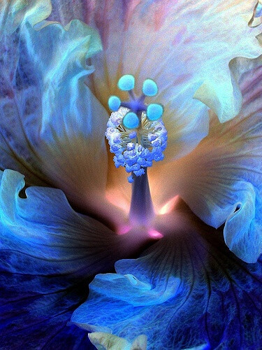神秘的芙蓉花，只是美丽～