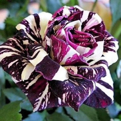 Black Dragon Rose（好像紫色甘蓝）