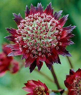 大星芹 Astrantia major L.：属于伞形科植物，多年生，夏季开花。它的生命力特别强，花的颜色有多种。虽然叫大星芹，它开的花却并不大。然而到夏初时，春天的花朵逐渐凋谢，小小的大星芹花却可以给花园丰富多彩的点缀