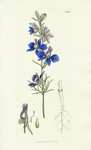 植物圖譜| Field Larkspur,Seaweed Prints