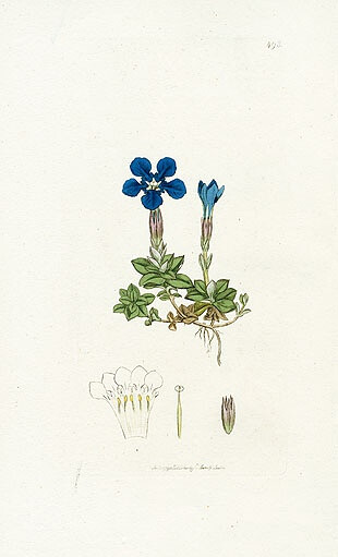 植物圖譜| Spring Gentian,Seaweed Prints