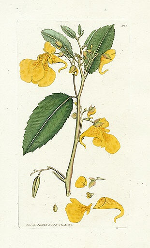 植物圖譜| Yellow Balsam,Seaweed Prints