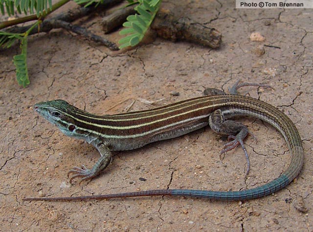 Desert Grassland Whiptail lizard （沙原鞭尾蜥）.jpg