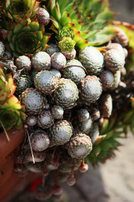 庭院里的蛛丝卷绢