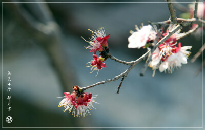 4月末-----花谢花飞