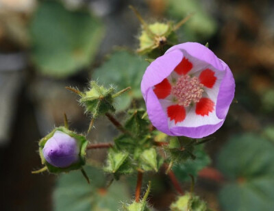 Eremalche rotundifolia 沙漠五斑点 锦葵科