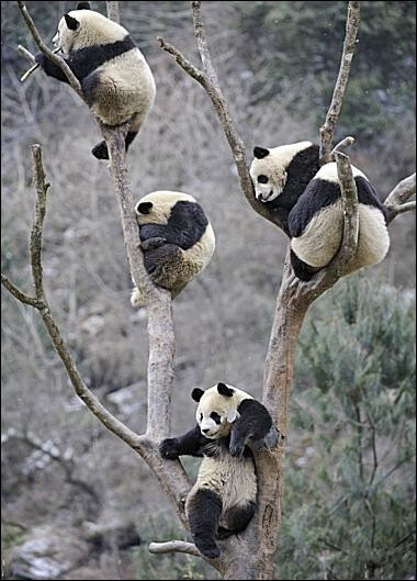 Panda | Reserve | China | Wildlife | Travel