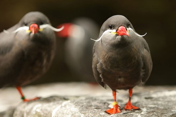 这种鸟名叫印加燕鸥，生活在秘鲁北部到智利中部，最出名的就是它们那具有男子气概的小胡子了。