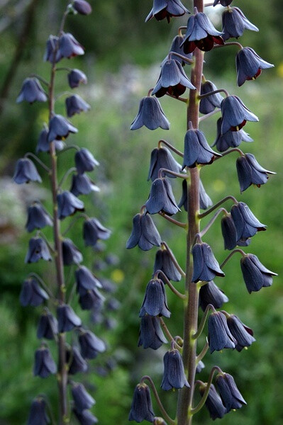 波斯贝母 Fritillaria persica L.：百合科贝母属多年生草本。植株高30-60cm。叶绿色略带灰色。圆锥花序，花冠钟形，长约2-3cm，花色深紫至绿褐色。花期春季，原产西亚。