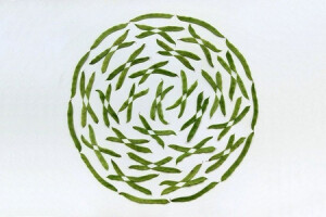 来自于土耳其艺术家Sakir Gökçebag的作品。在这一名为食品几何的系列作品中，他将一些水果与蔬果切割后，通过精心的编排后将它们重新一一的排列组合成新的几何形状，再配合上摄影，创造出了独特的视觉效果。