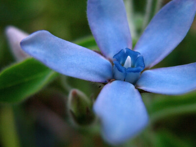  Tweedia caerulea。天蓝尖瓣木。旧学名Oxypetalum caeruleum，萝藦科。原产自巴西、乌拉圭的多年草本植物。花初开时为淡蓝色，随着时间推移颜色加深，最终变成淡紫色。被白色绒毛，全株有白色汁液、会产生强烈气味…