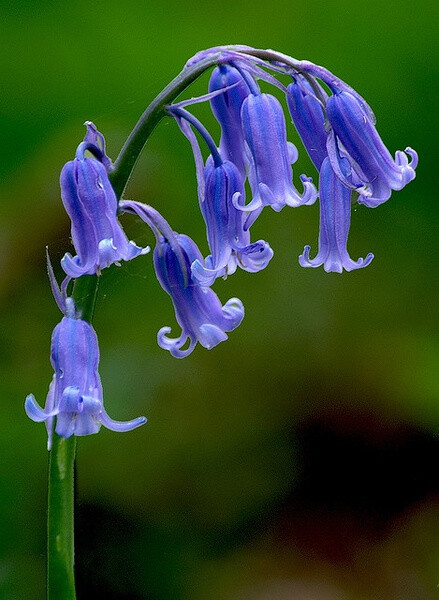 &quot;妖精的铃铛&quot;蓝铃花Hyacinthoides non-scripta：风信子科蓝铃花属，多年生球茎植物。 ,发现于大西洋地区 西班牙西北部及不列颠群岛。花语为访问、悔悟。