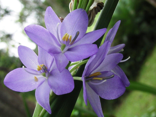 高葶雨久花Monochoria elata~