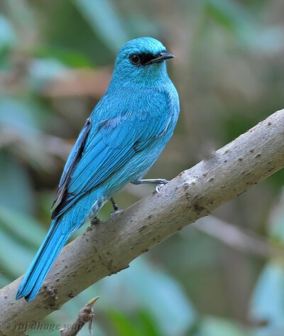 Verditer Flycatcher ...