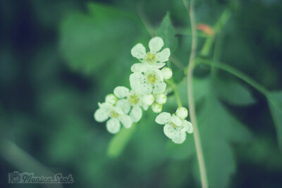 花 白色 山楂树 山楂花