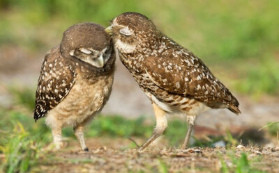 sweet burrowing owls