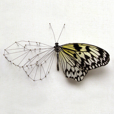 anothercompany: Broken butterflies?repaired with new wings and bodies. “De draadspanner” — A construction of a butterfly wing with thread and pins.