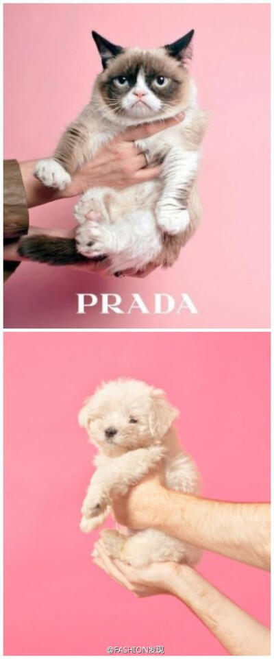 PRADA vs 汪星人