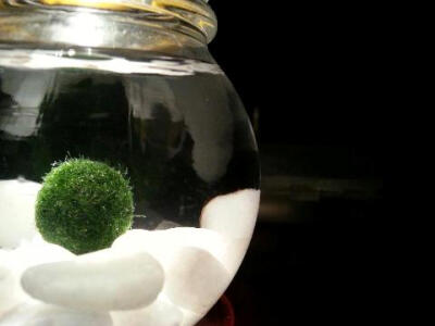 可爱海藻球~marimo